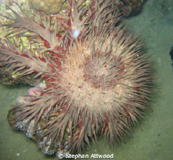 Crown of Thorns (Acanthaster placi) found during a night ... by Stephan Attwood 